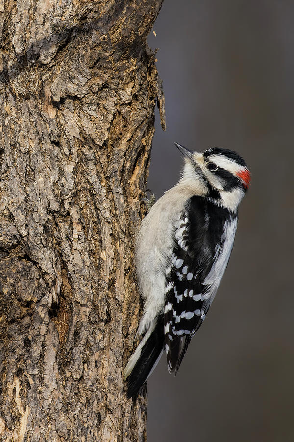 Mr Downy Woodpecker  Photograph by Mircea Costina Photography