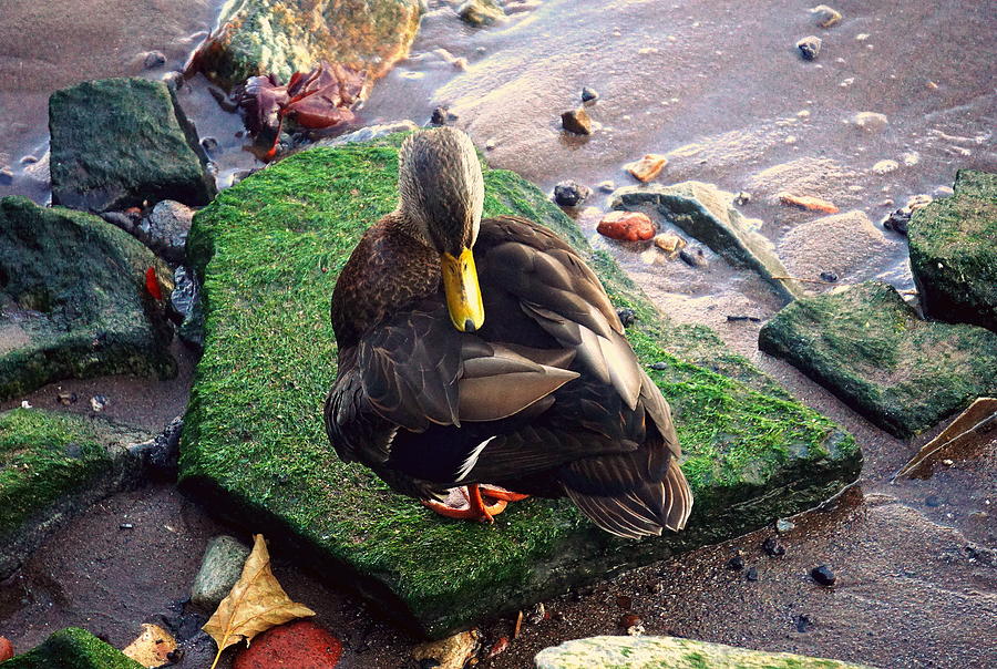Mr. Duck Photograph by Caryn La Greca