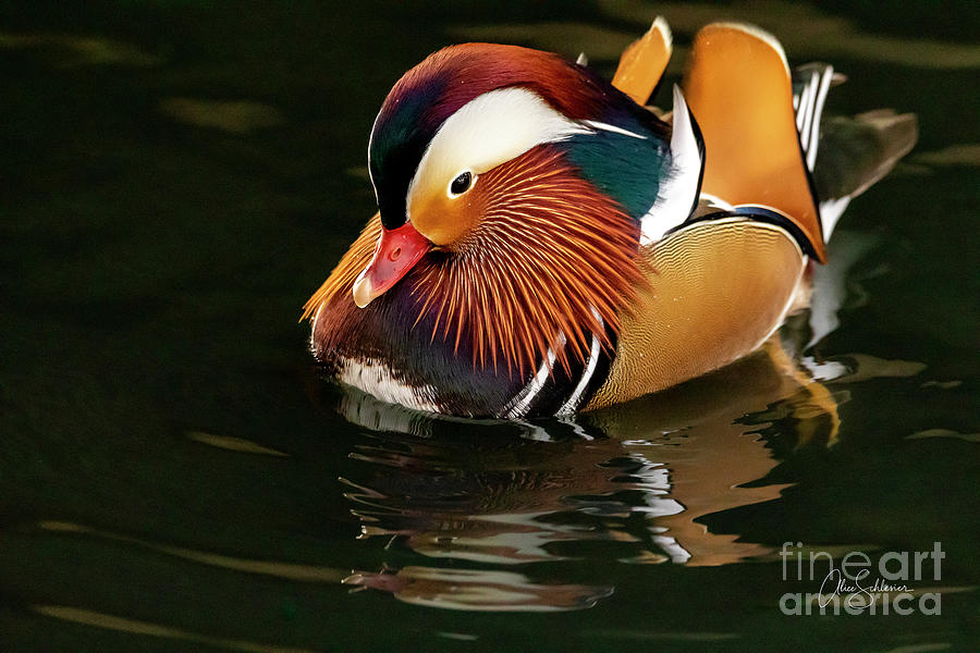 Mr. Flamboyant Mandarin Duck Photograph by Alice Schlesier