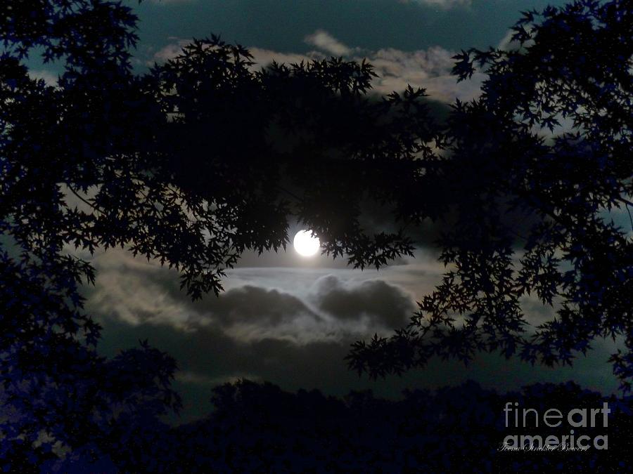 Tree Photograph - Mr. Flower Moon by Teena Bowers