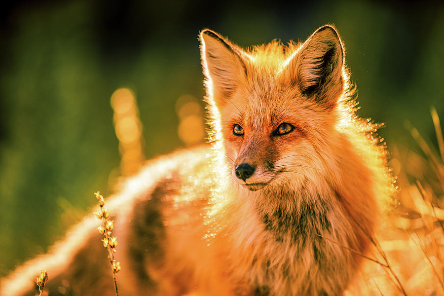 Fall Photograph - Mr. Fox. by Jason Ross