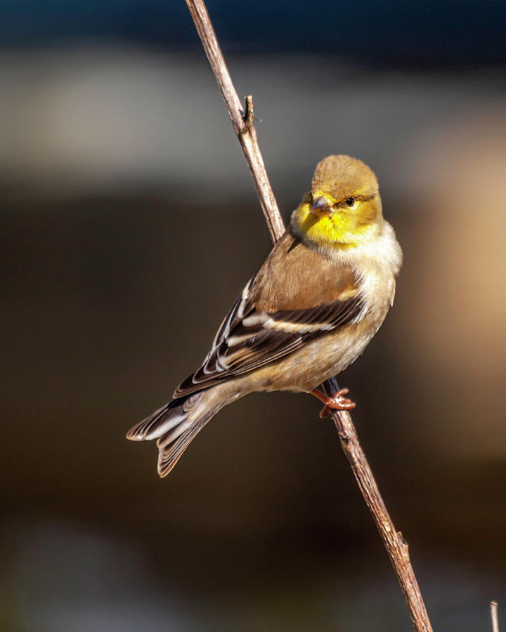 Mr. Goldfinch Photograph by Ken Frischkorn