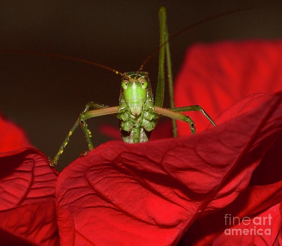 Mr Grasshopper  Photograph by Melissa OGara