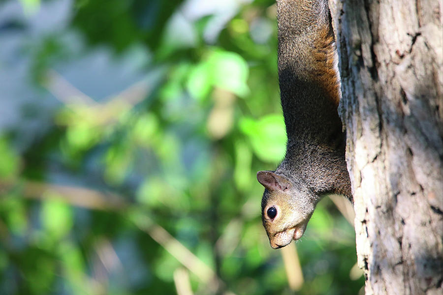 Mr. Gray Squirrel  Photograph by Scott Burd