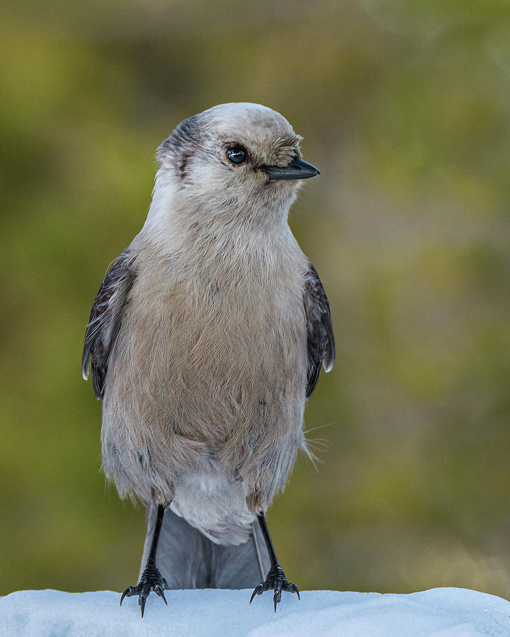 Mr. Grey Jay Photograph by Yeates Photography