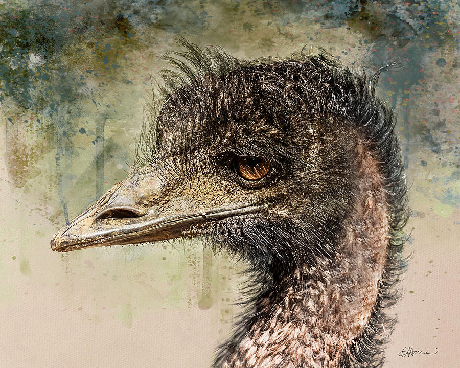 Mr. Grungy Emu from Tasmania Digital Art by Cindy Collier Harris