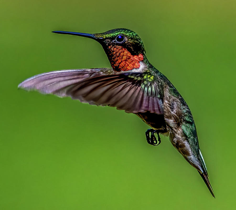 Mr. Hummingbird Photograph by Brian Shoemaker