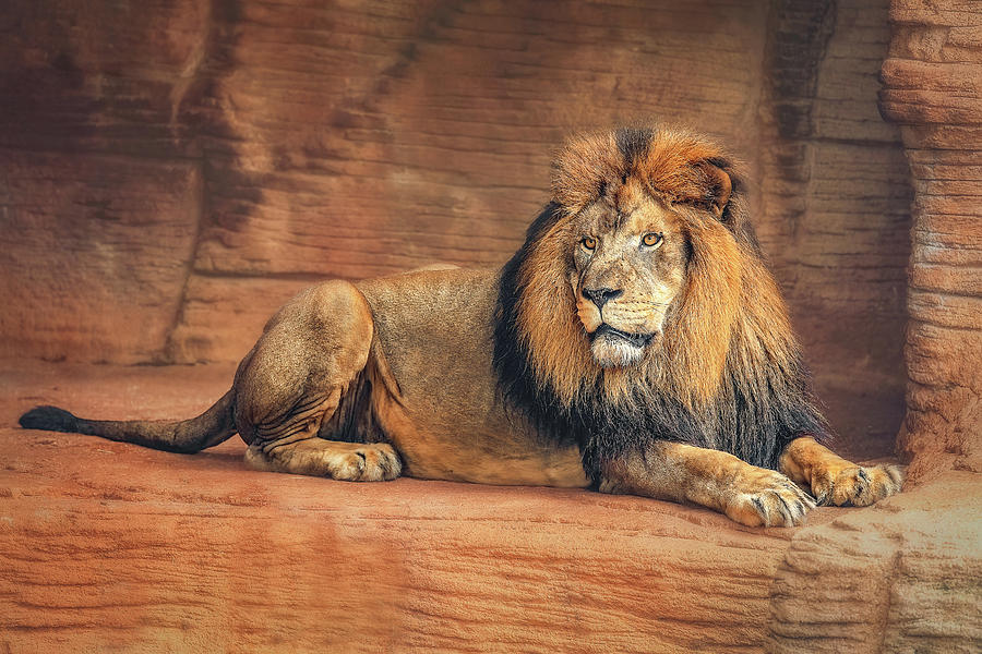 Lion Ruler