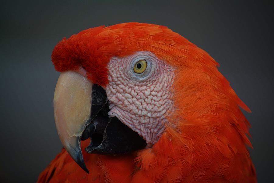 Mr. Macaw Photograph by Don Columbus