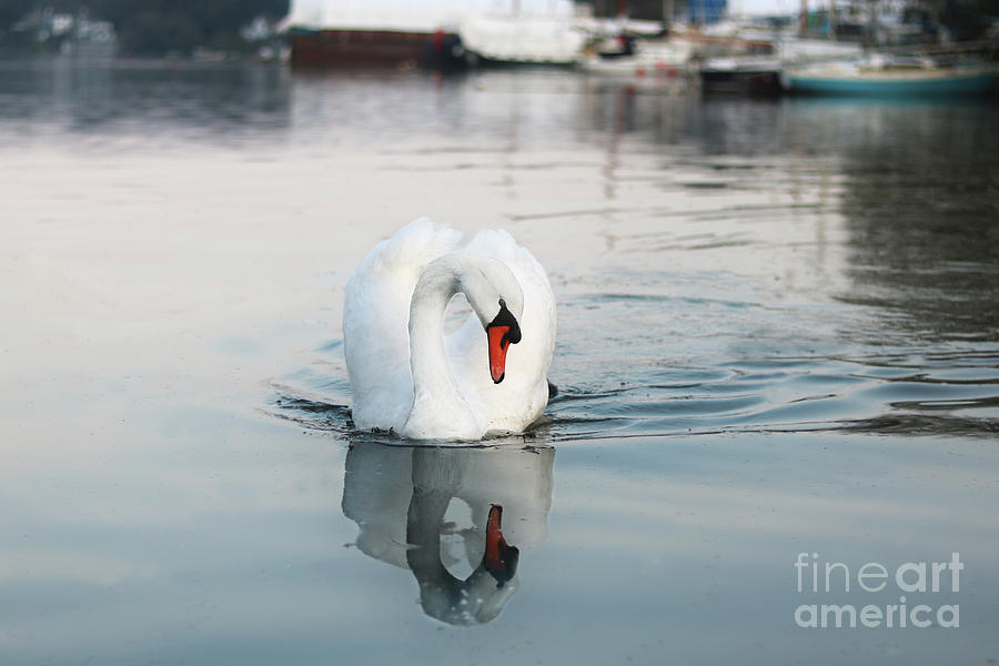 Mr Mylor Swan Photograph by Terri Waters