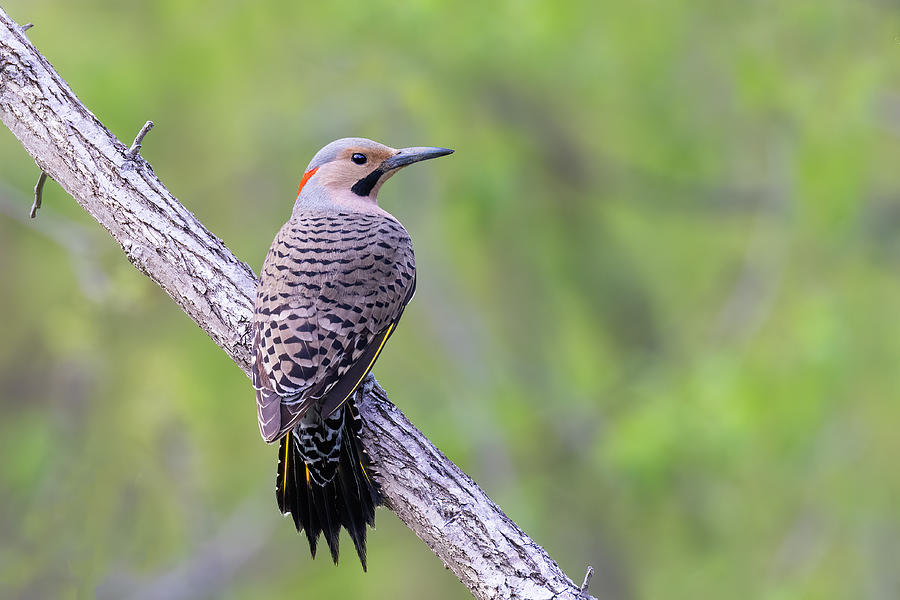 Mr Northern Flicker Photograph by Mircea Costina Photography