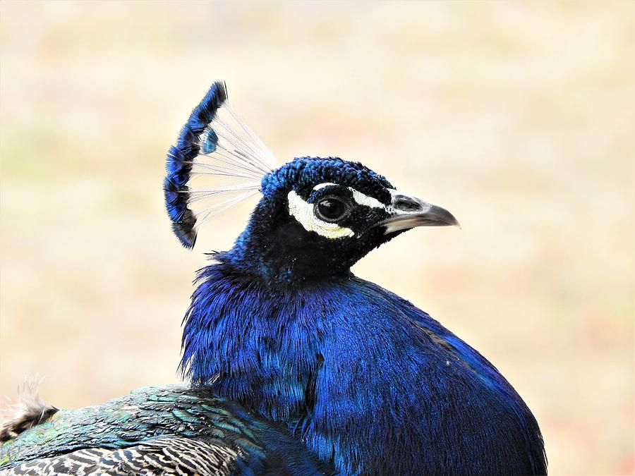 Peacock Photograph - Mr. Peacock by Betty-Anne McDonald