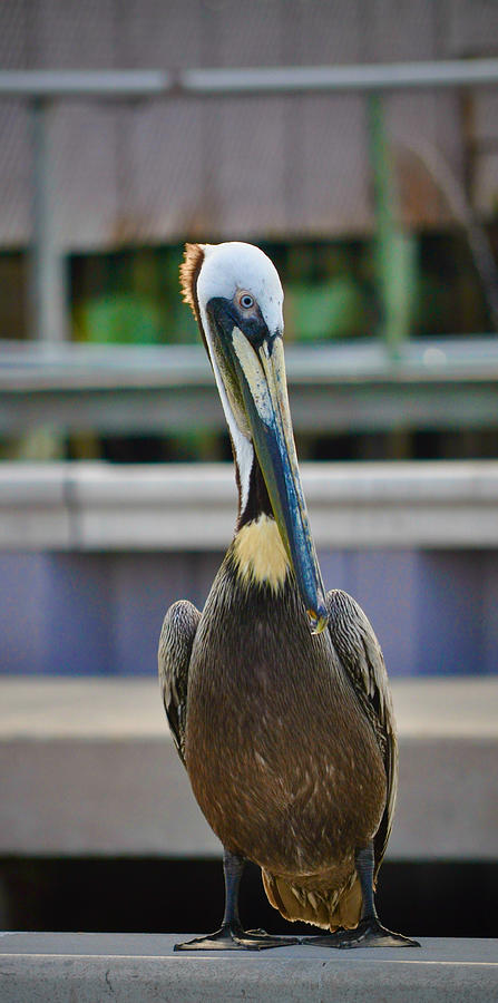Mr Pelican Photograph by Kristina Deane