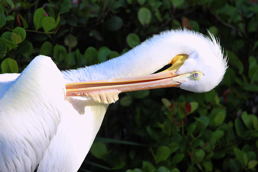 Mr Pelican Photograph by Scott Burd