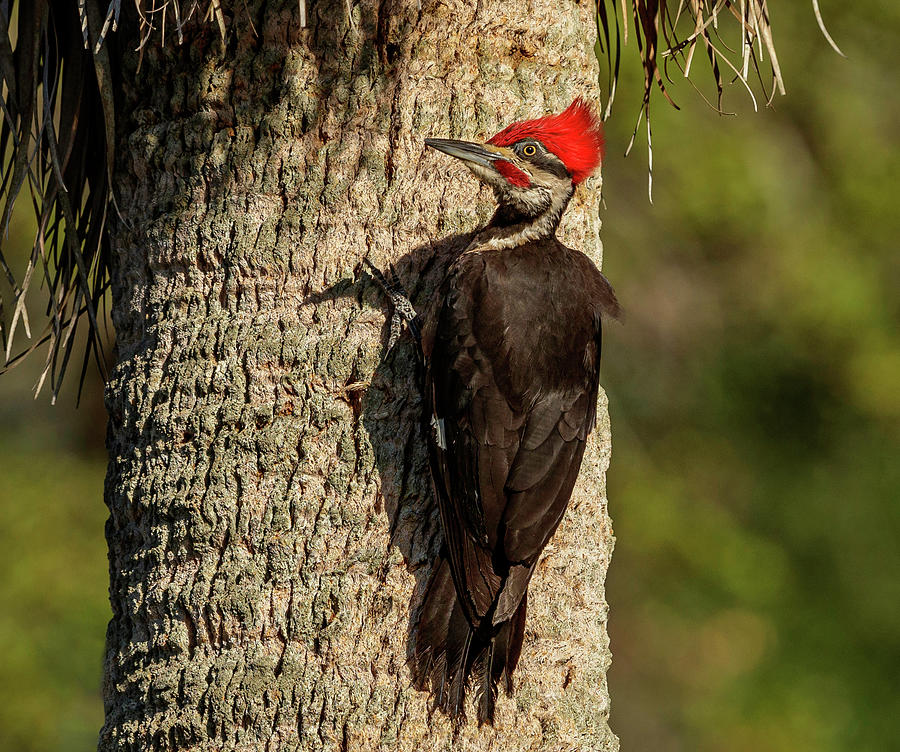 Mr. Pileated Photograph by William Steele - Fine Art America