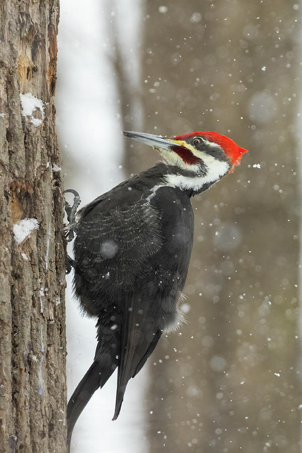 Mr Pileated Woodpecker Photograph by Mircea Costina Photography