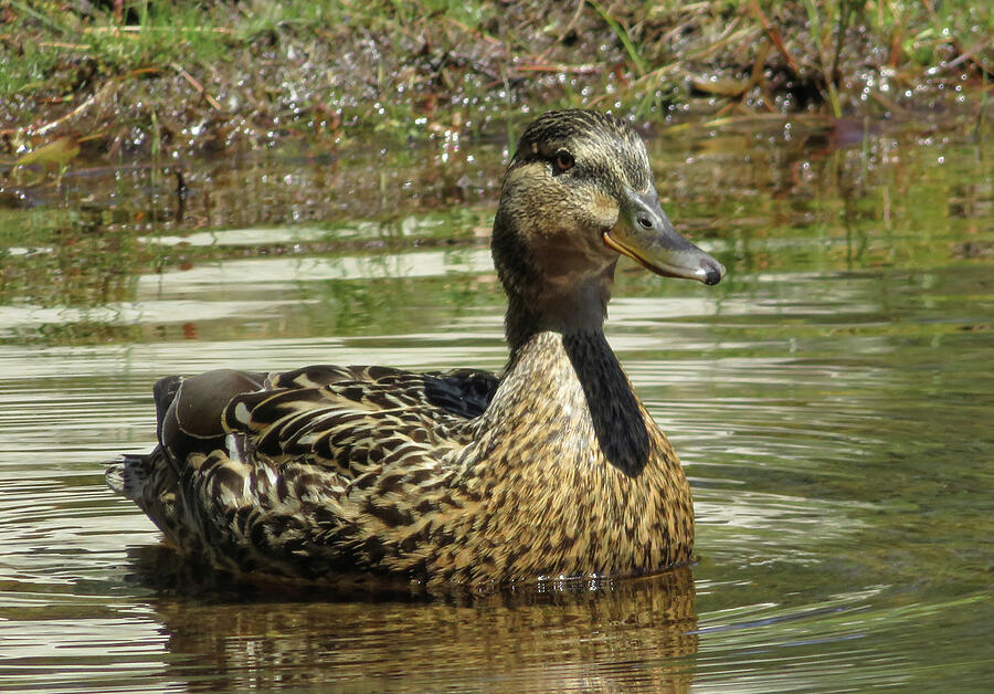 Mr. Quack Photograph by Tim Dusenberry - Pixels