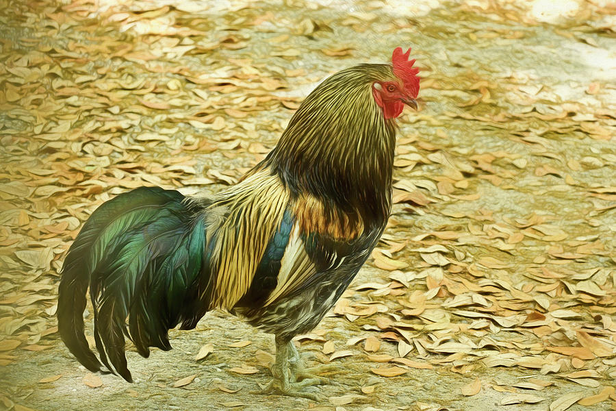 Mr. Rooster Photograph by Kathy Baccari