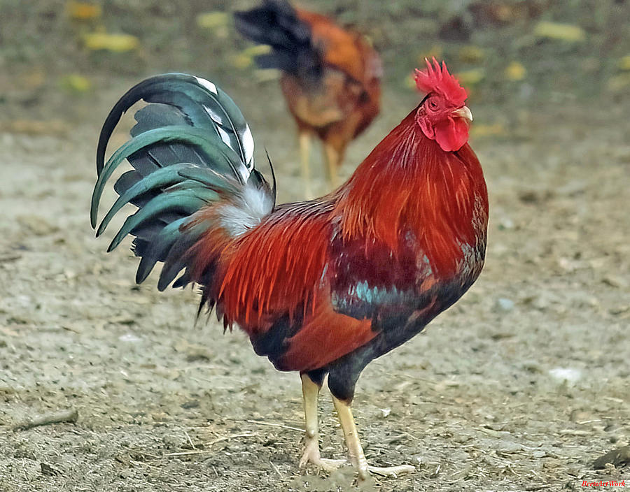 Mr. Rooster Photograph by Roberta Byram
