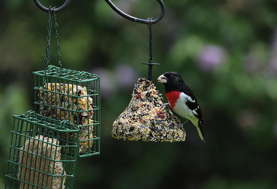 Mr. Rose-Breasted Grosbeak - Lunch Time Photograph by Terry Cork