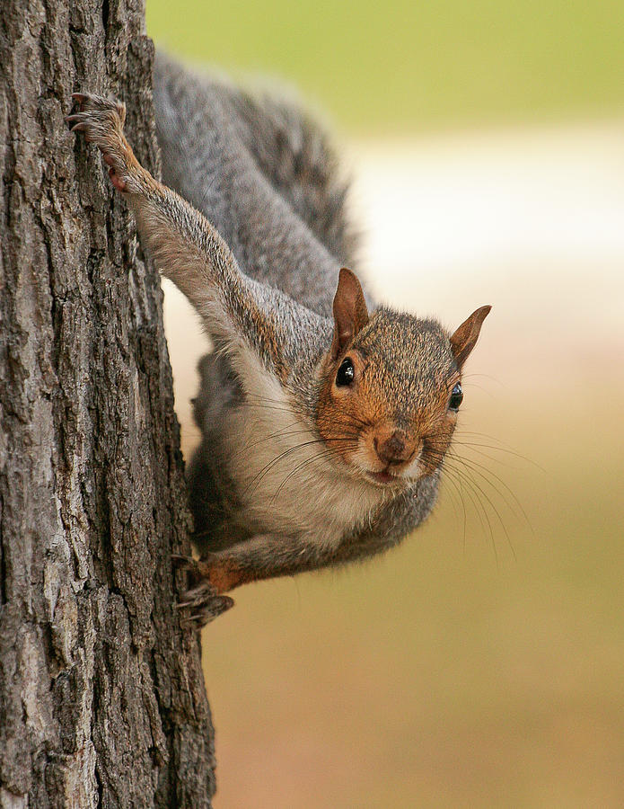 Mr. Squirrel  Photograph by David Morehead