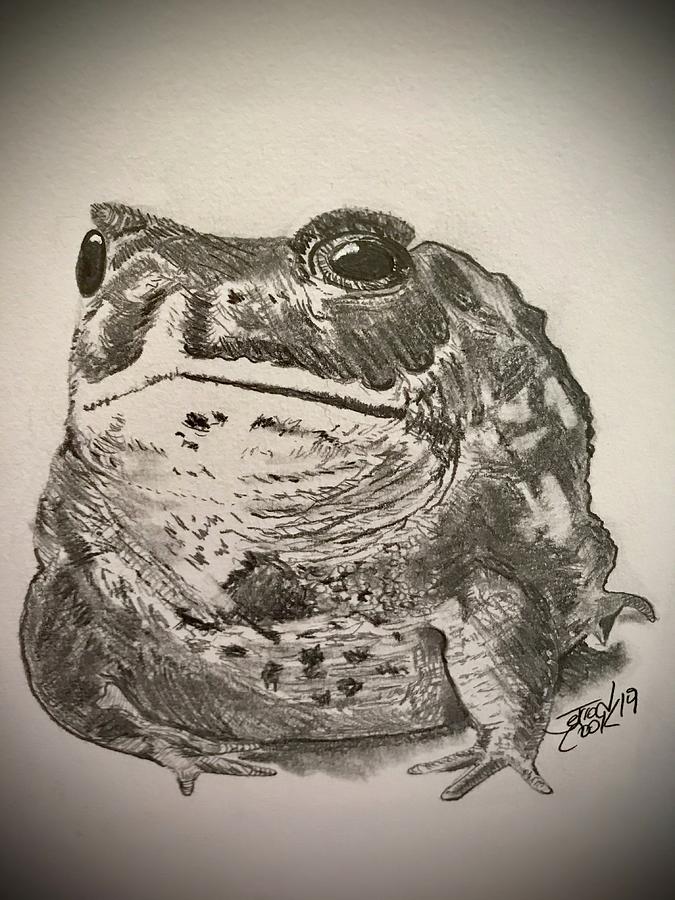 Mr Toad Drawing by Jerrod Cook | Fine Art America