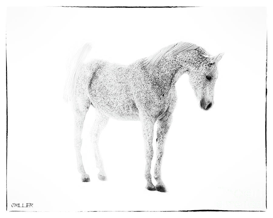 Mr. Tucker B Arabian Horse Photograph by Jody Miller