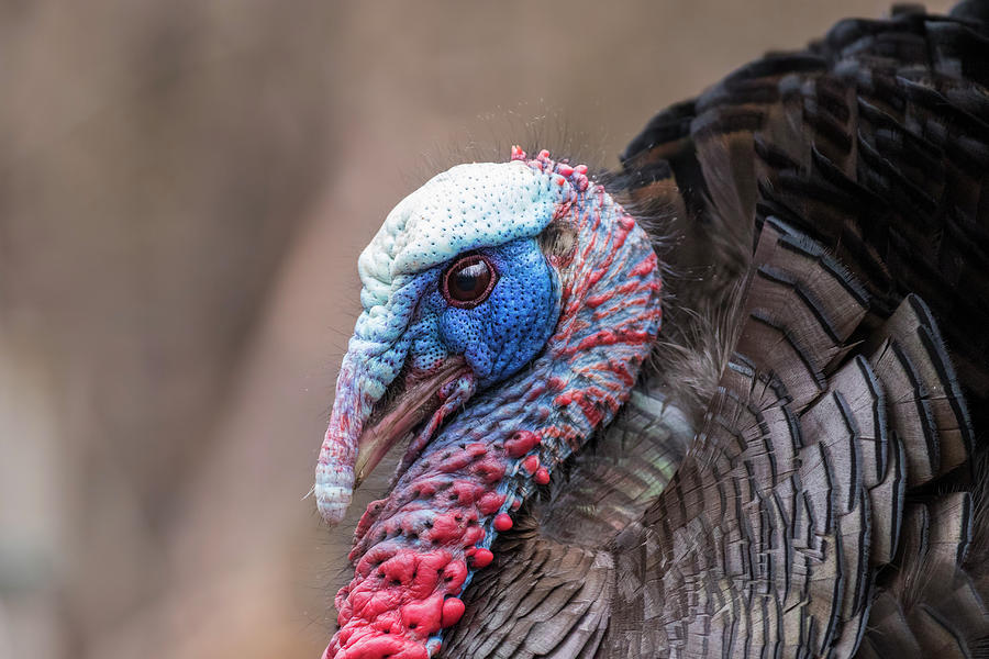 Mr Turkey portrait Photograph by Mircea Costina Photography