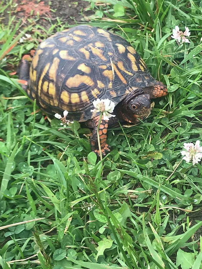 Mr. Turtle 1 Photograph by Carrie Van Orden - Fine Art America