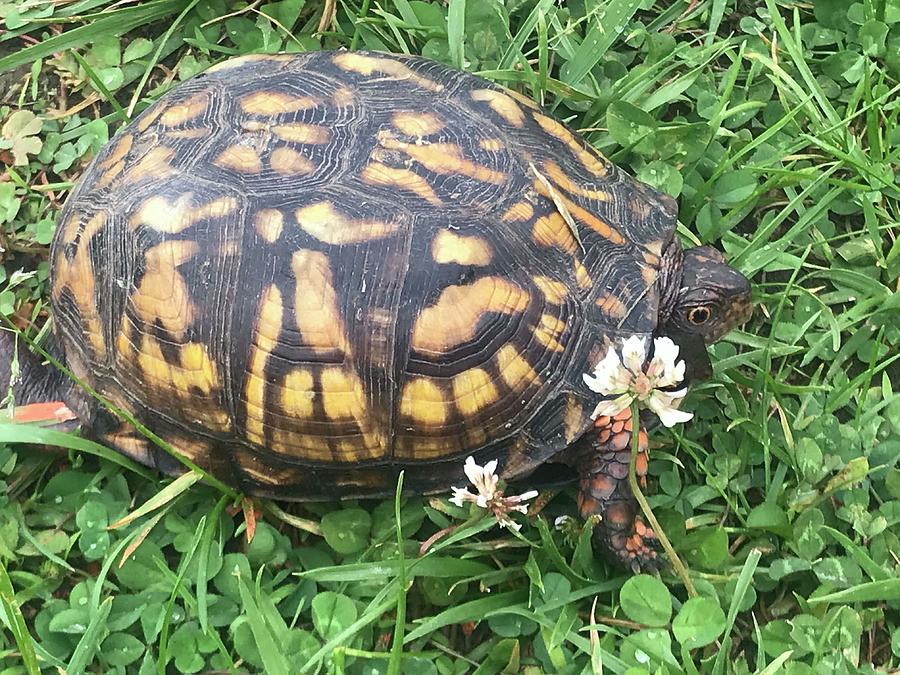 Mr. Turtle 2 Photograph by Carrie Van Orden - Fine Art America