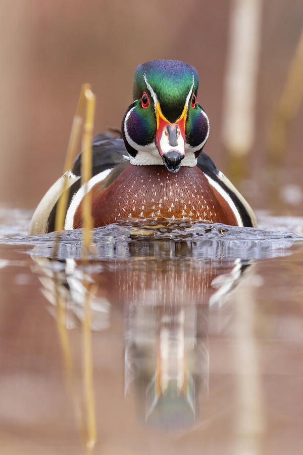 Mr Wood Duck in spring Photograph by Mircea Costina Photography
