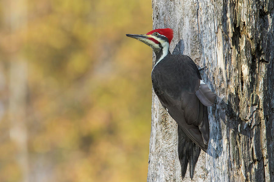 Mr Woody Woodpecker Photograph by Mircea Costina Photography
