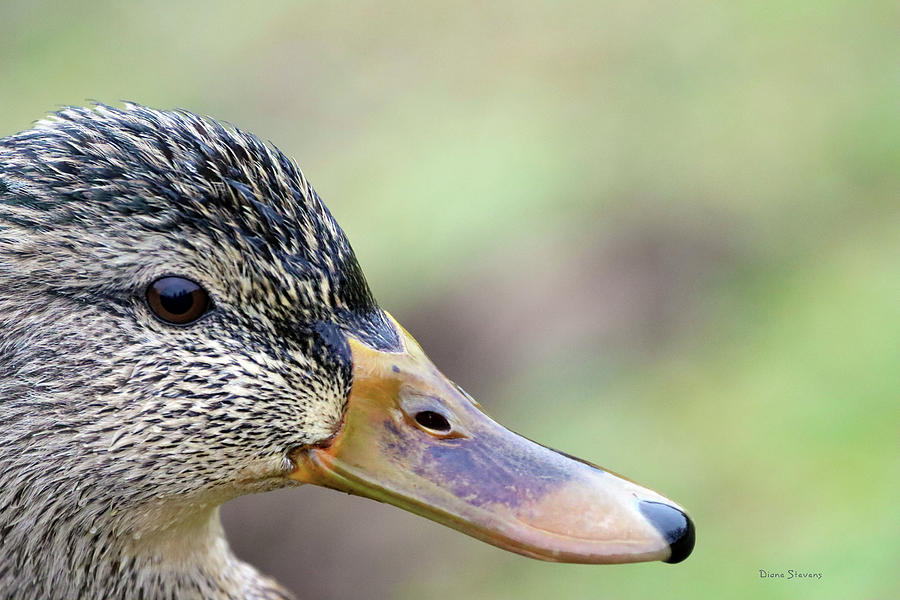 Mrs Duck Photograph By Diane Stevens - Fine Art America