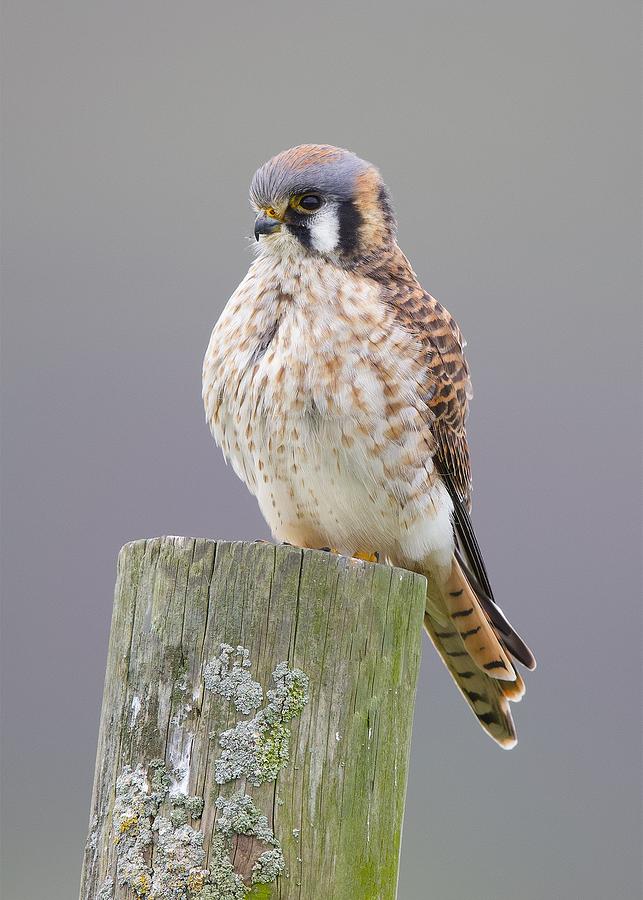 Mrs. Kestrel Photograph by David Golding - Fine Art America