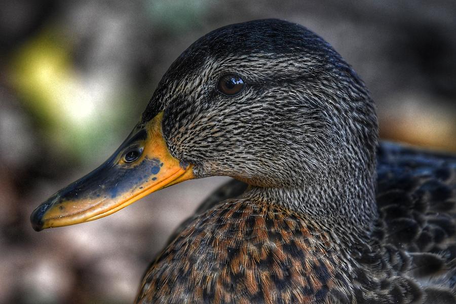 American  Black Duck Photograph by Evan Foster