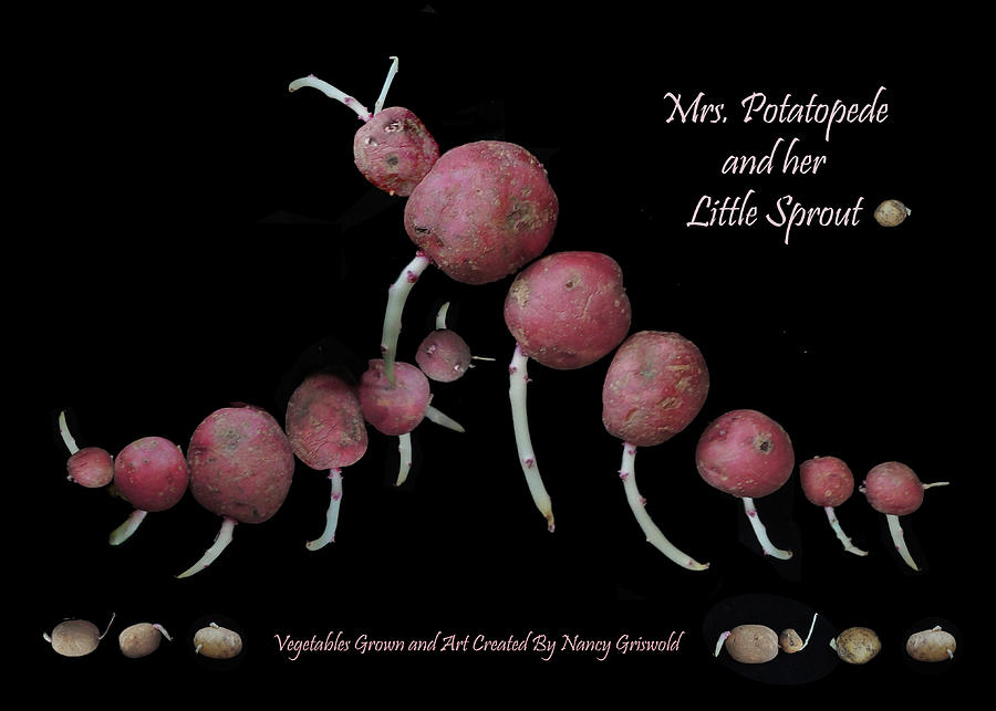 Mrs. Potatopede and her Little Sprout  Photograph by Nancy Griswold