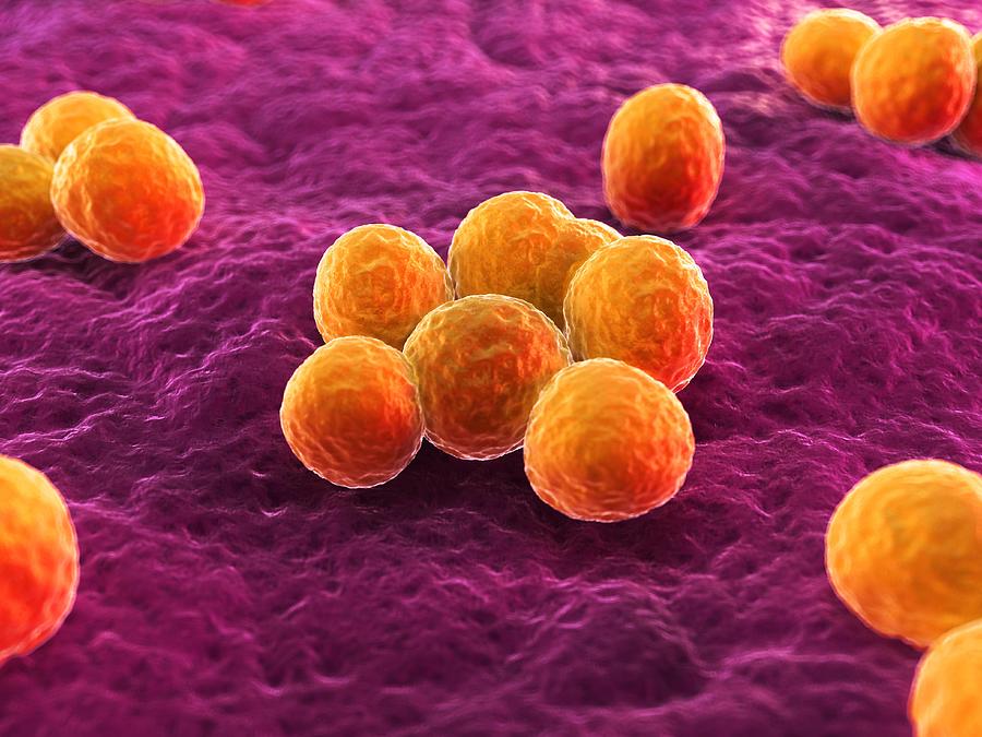 MRSA bacteria, artwork Drawing by Science Photo Library - SCIEPRO
