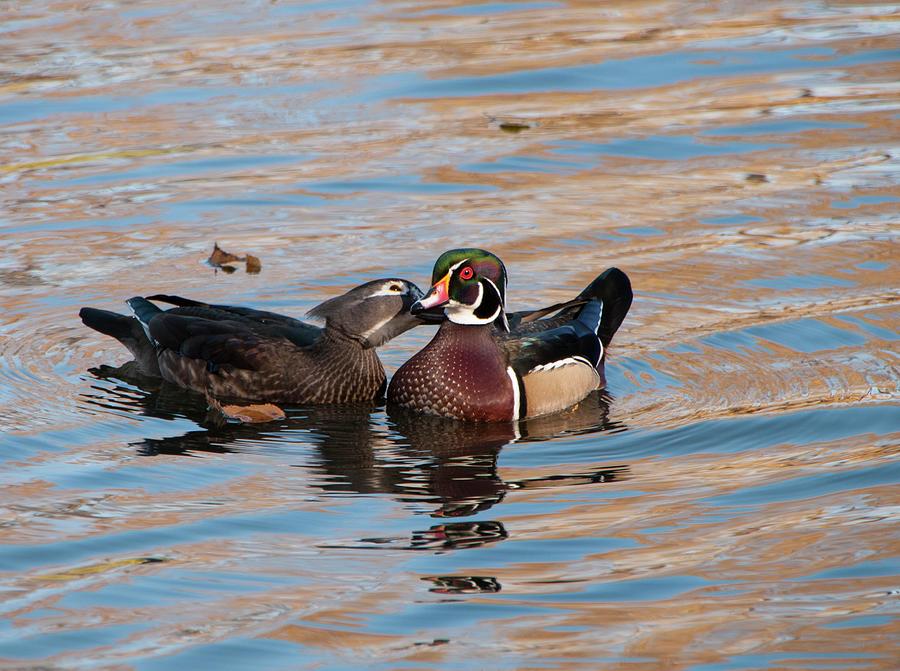 Ms and Mr Wood Duck Photograph by Lieve Snellings