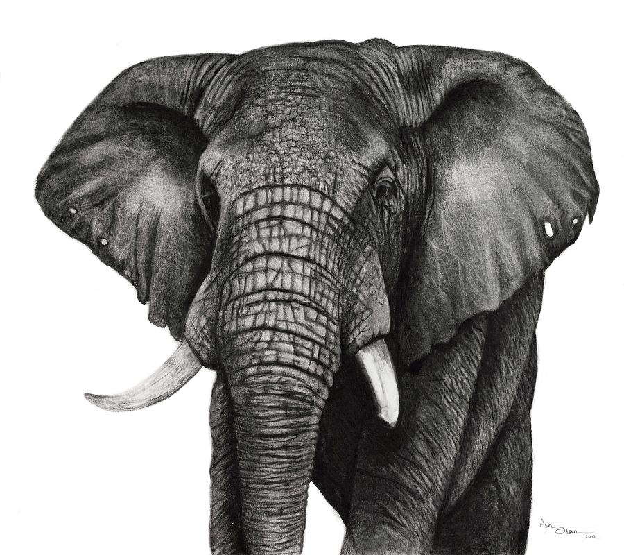 Elephant Drawing by Ashleigh Olsen Realistic Drawings Of Elephants