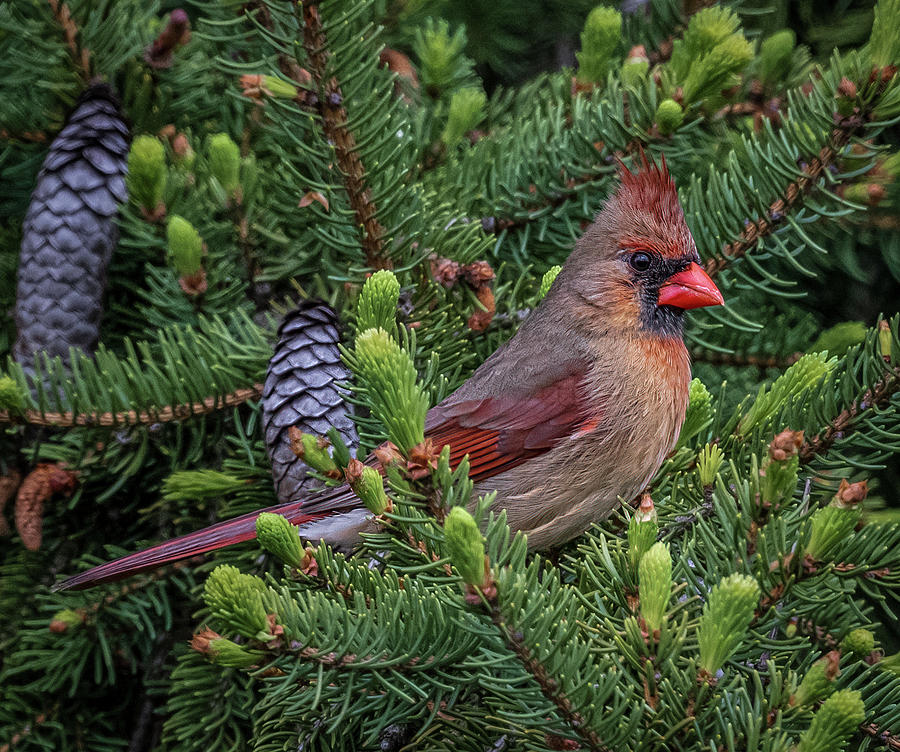 Ms. Cardinal Photograph by Brian Shoemaker