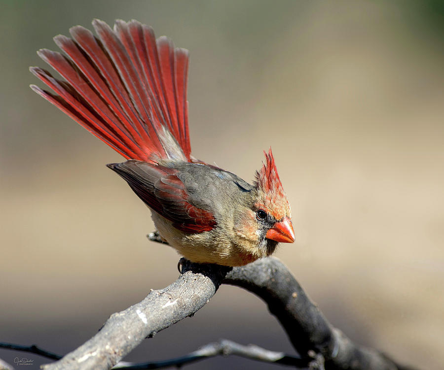 Ms Northern Cardinal showing off her tail Photograph by Judi Dressler