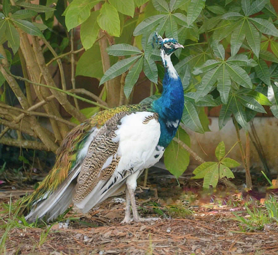 Ms Peacock Photograph by Alison Belsan Horton
