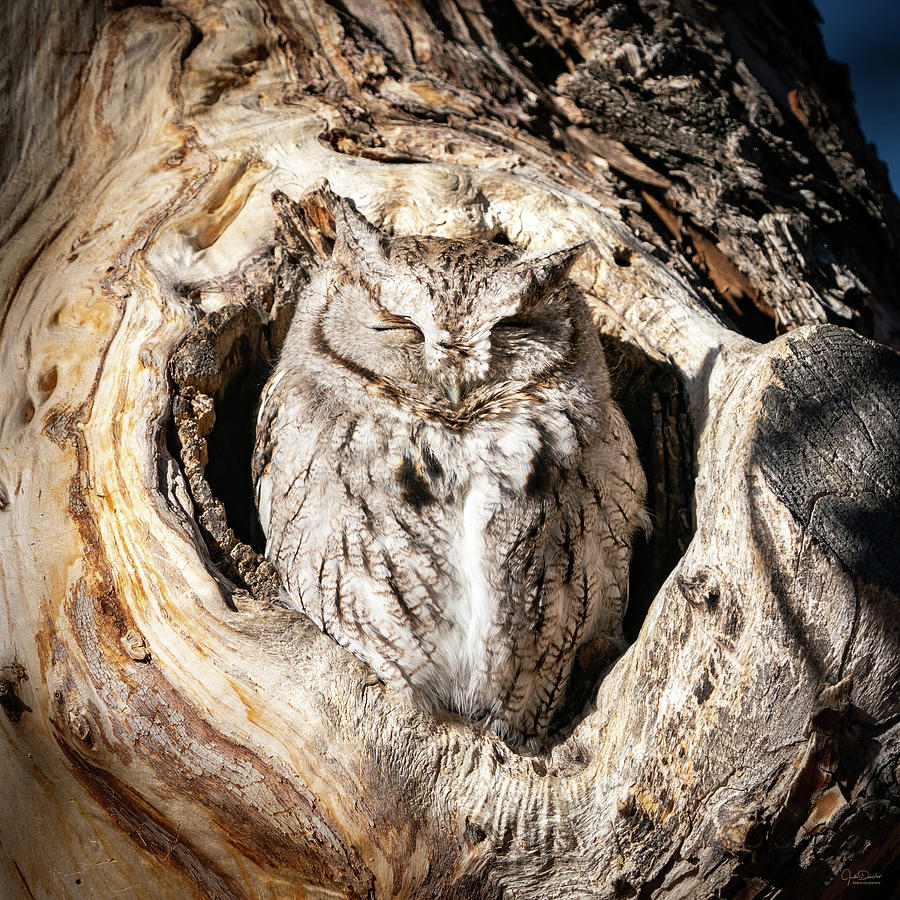 Ms Screech Owl in her Nest Photograph by Judi Dressler