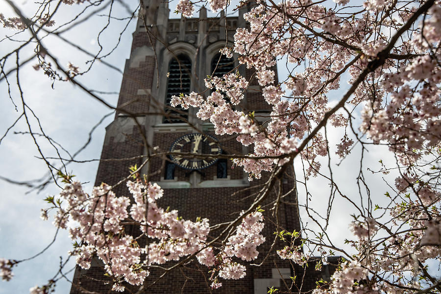 MSU Beaumont Tower in Spring  Photograph by John McGraw