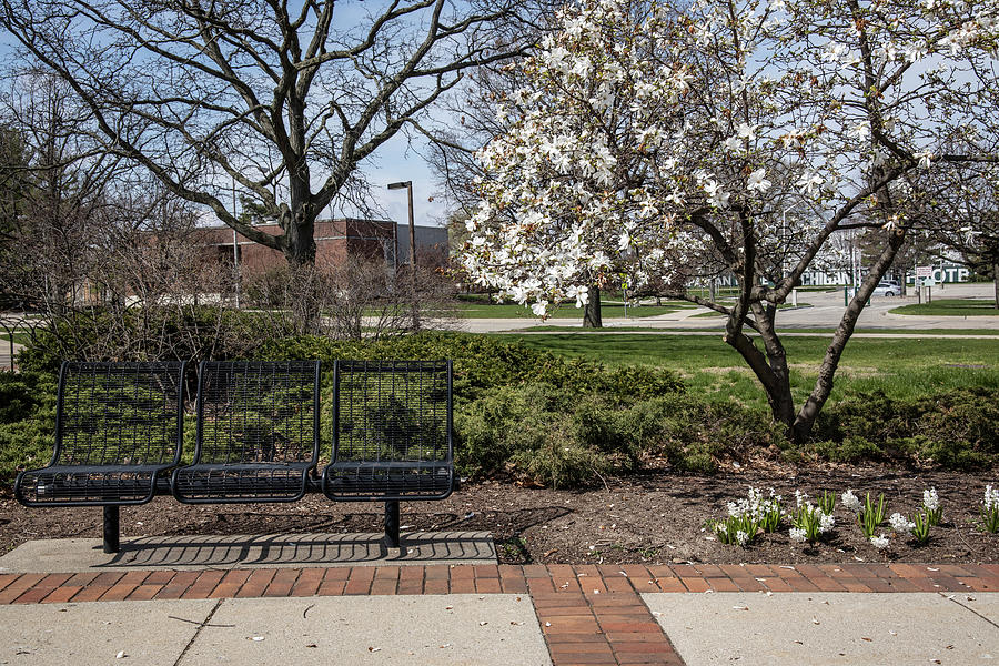 MSU Campus Bench in Spring  Photograph by John McGraw