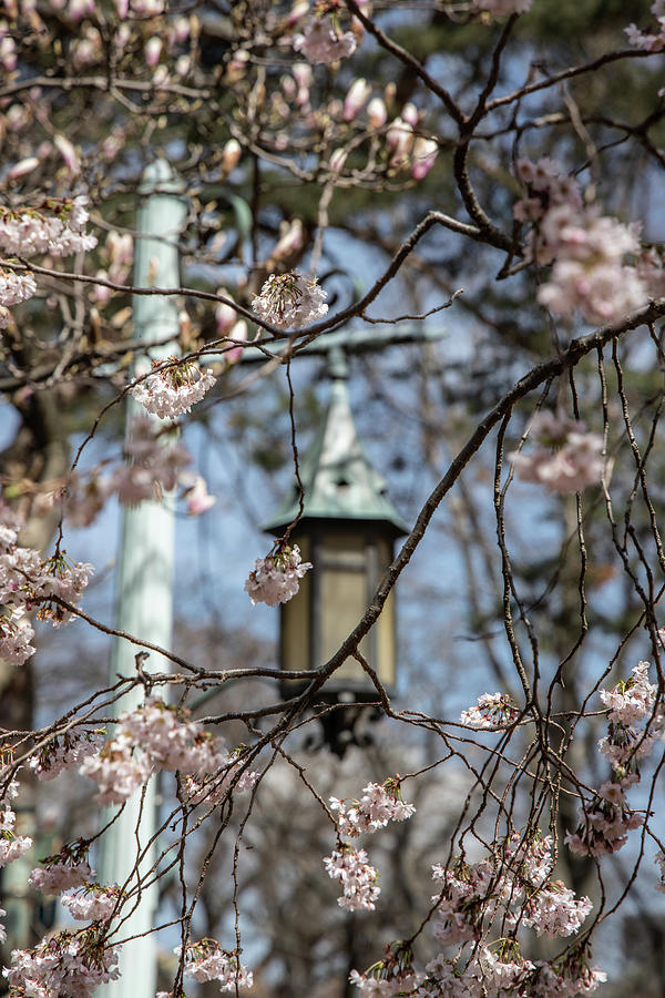 MSU Lightpost and Flower  Photograph by John McGraw