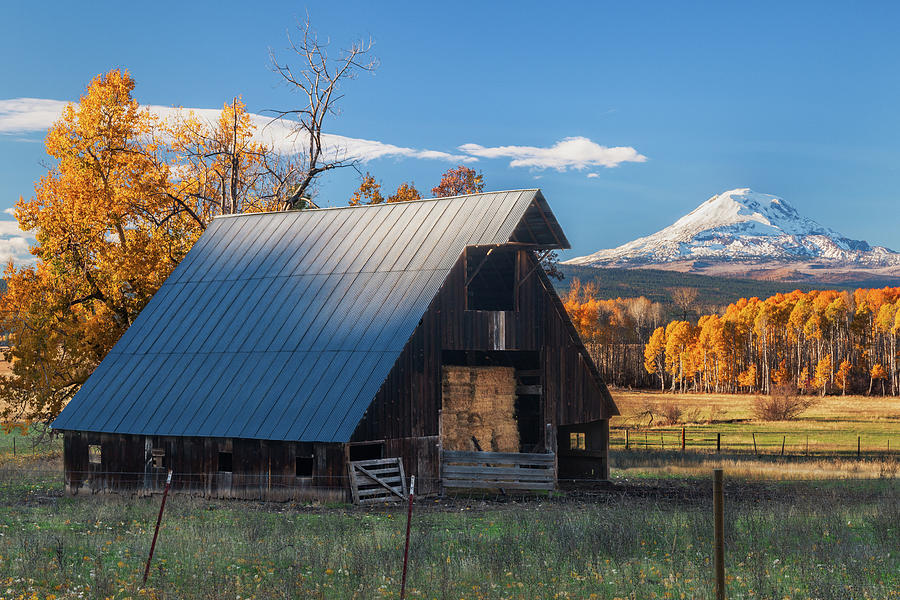 Mt. Adams with Barn and Aspens Photograph by Patrick Campbell