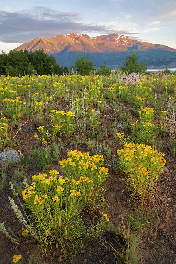 Mt. Elbert Wildflowers Photograph by Aaron Spong