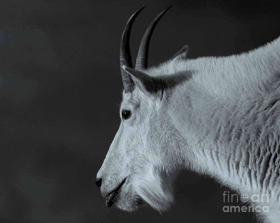Mt Evans Mountain Goat 2.0 Photograph by Dlamb Photography