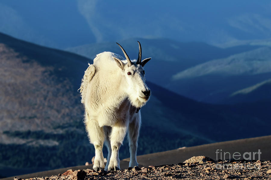 Mt. Evans Mountain Goat  Photograph by Dlamb Photography